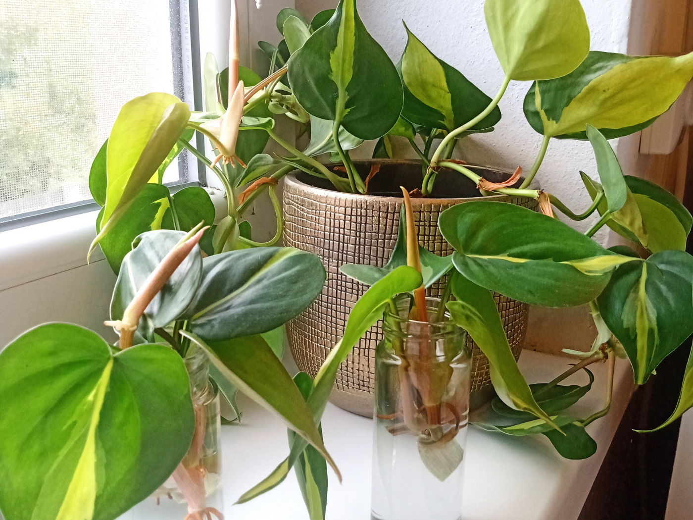 Fall and Wintertime Indoor Plant Tips